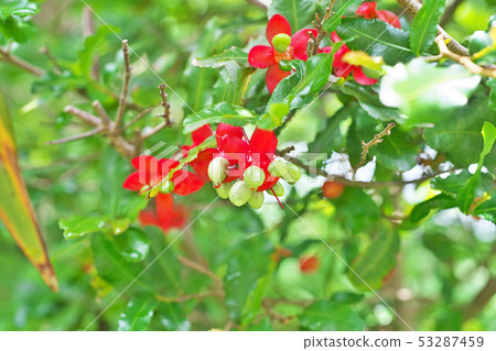 紅色米老鼠樹花 53287459