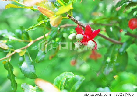 紅色米老鼠樹花 53287460