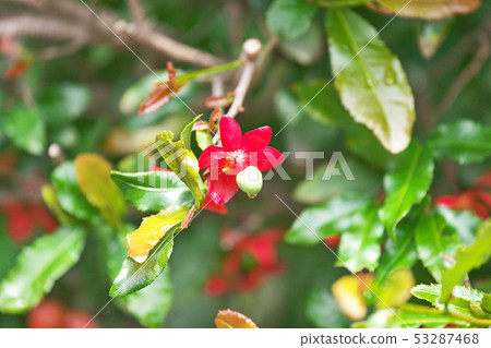 紅色米老鼠樹花 53287468