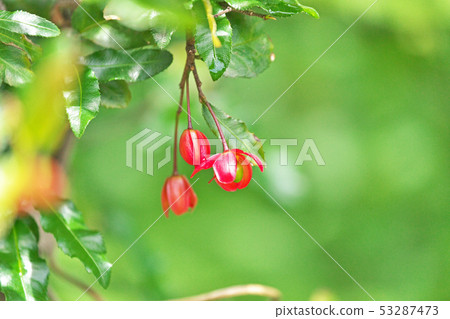 紅色米老鼠樹花 53287473