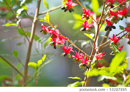 紅色米老鼠樹花 53287895