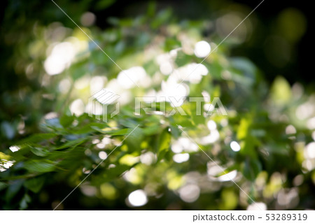 陽光葉子 53289319