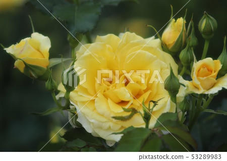 Rose garden of Bami hilly park Rose garden of Bami hilly park 53289983