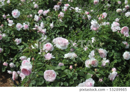 Rose garden of Bami hilly park Rose garden of Bami hilly park 53289985