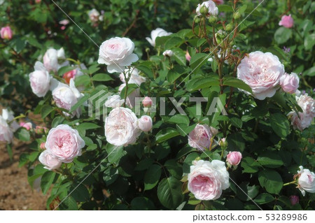 巴米丘陵公園玫瑰園 巴米丘陵公園玫瑰園 53289986