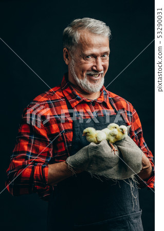 old pleasant garderner has found little yellow chicks 53290031