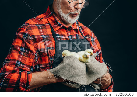 surprised old farmer has found little sweet chickens surprised old farmer has found little sweet chickens 53290106