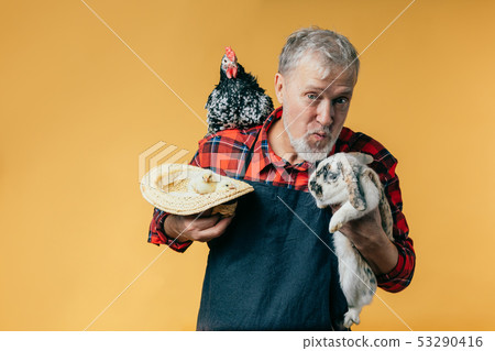 grey-haired farmer is going to kiss a rabbit grey-haired farmer is going to kiss a rabbit 53290416