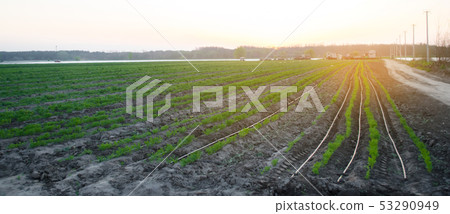 Carrot plantations are grown in the field Carrot plantations are grown in the field 53290949