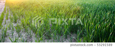 Young green wheat seedlings growing in a field  53291589