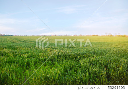 Young green wheat seedlings growing in a field. Young green wheat seedlings growing in a field. 53291603