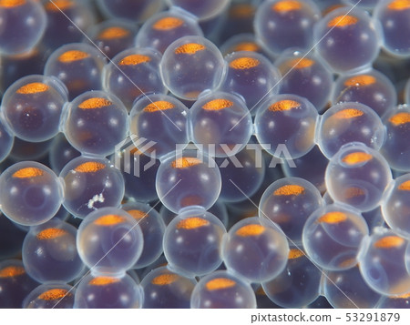 Egg mass of bullfish Egg mass of bullfish 53291879