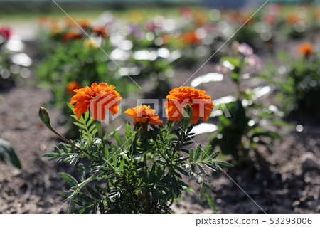 萬壽菊 萬壽菊 53293006