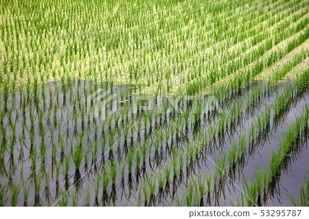 Paddy where algae has been generated 53295787