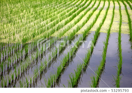 Paddy where algae has been generated 53295793