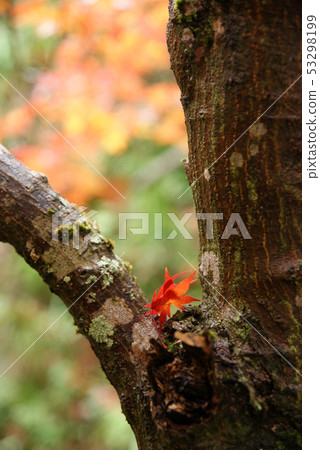 Tottori walk in the autumn Autumn leaves Tokoji Temple Tottori walk in the autumn Autumn leaves Tokoji Temple 53298199