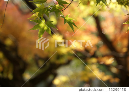 Tottori walk in the autumn Autumn leaves Tokoji Temple Tottori walk in the autumn Autumn leaves Tokoji Temple 53299458