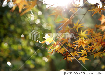 鳥取走在秋天秋葉Tokoji寺 鳥取走在秋天秋葉Tokoji寺 53299462