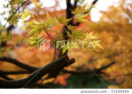 鳥取走在秋天秋葉Tokoji寺 鳥取走在秋天秋葉Tokoji寺 53299468