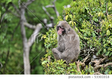 Japanese macaque sitting on a tree Arashiyama Monkey Park Iwatayama 53301018