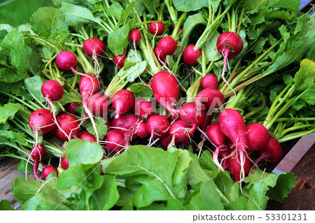 Red garden radish with green leaves. Red garden radish with green leaves. 53301231