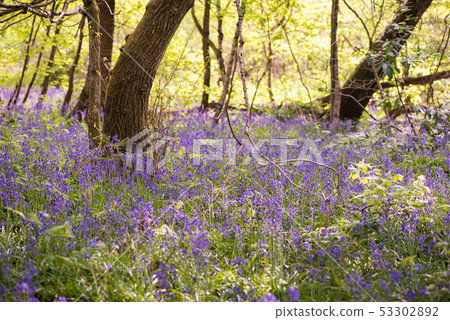 Blue Bell Forest UK Blue Bell Forest UK 53302892