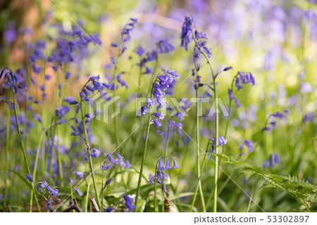Blue Bell Forest UK Blue Bell Forest UK 53302897