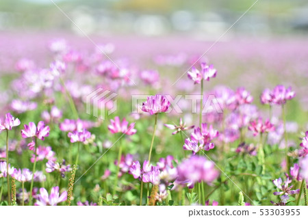 Lotus flower field 53303955