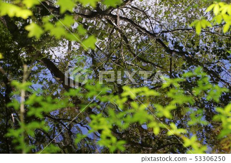 Pond Azumayama Hyotan Pond Water mirror Tree Fresh green Pond Azumayama Hyotan Pond Water mirror Tree Fresh green 53306250