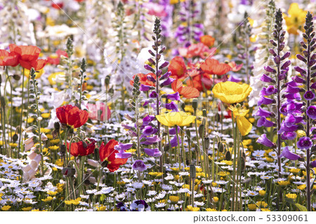 A garden full of flowers 53309061