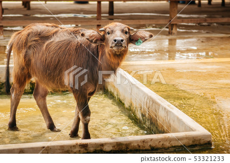 Young Asian water buffalo in local dairy farm in Young Asian water buffalo in local dairy farm in 53321233