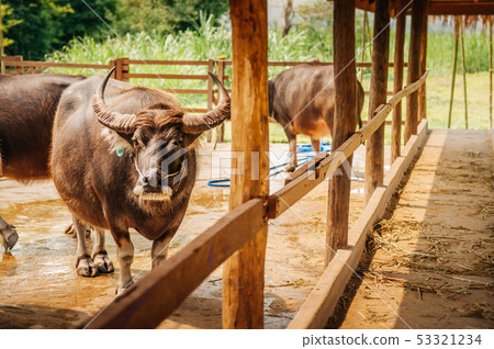 Asian water buffalo in local dairy farm in 53321234
