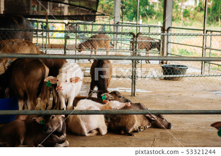 Young Asian water buffalo in local dairy farm Young Asian water buffalo in local dairy farm 53321244