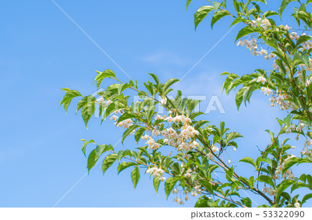 Blooming Egonokiki Under the blue sky Blooming Egonokiki Under the blue sky 53322090