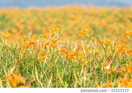 Hualien Sixty Ishiyama Golden Needle Flower Kayakusa Gold Needle Orange Daylily Forget-me-not Forget-me-not Forget-me-not Hualien Sixty Ishiyama Golden Needle Flower Kayakusa Gold Needle Orange Daylily Forget-me-not Forget-me-not Forget-me-not 53325177