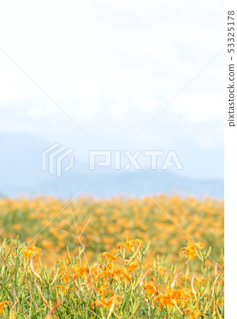 Hualien Sixty Ishiyama Golden Needle Flower Kayakusa Gold Needle Orange Daylily Forget-me-not Forget-me-not Forget-me-not Hualien Sixty Ishiyama Golden Needle Flower Kayakusa Gold Needle Orange Daylily Forget-me-not Forget-me-not Forget-me-not 53325178