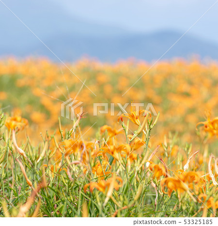 花蓮六十石山金針花茅草金針橙黃花菜勿忘我勿忘我 53325185