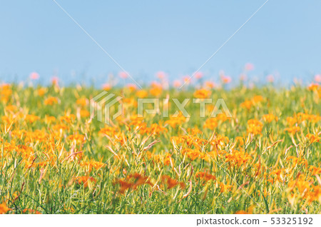 花蓮六十石山金針花茅草金針橙黃花菜勿忘我勿忘我 53325192