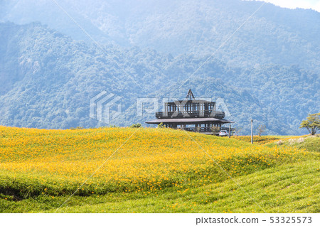 Hualien Sixty Ishiyama Golden Needle Flower Kayakusa Gold Needle Orange Daylily Forget-me-not Forget-me-not Forget-me-not 53325573