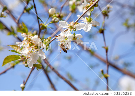 Honeybee on white flower of cherry tree collecting 53335228