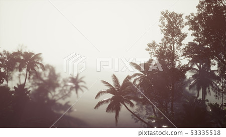 Tropical Palm Rainforest in Fog 53335518