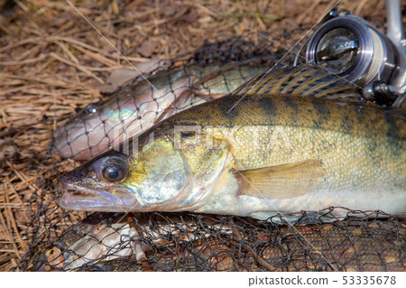 Freshwater zander fish. Freshwater zander fish and 53335678