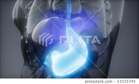Human Stomach Radiology Exam Human Stomach Radiology Exam 53335745