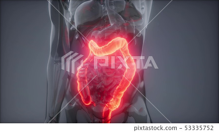 Human Colon Radiology Exam Human Colon Radiology Exam 53335752