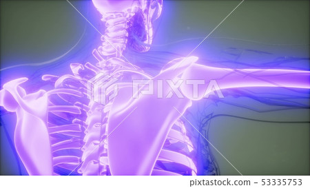 Transparent Human Body with Visible Bones Transparent Human Body with Visible Bones 53335753