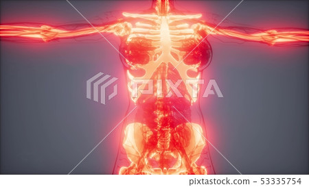 Transparent Human Body with Visible Bones Transparent Human Body with Visible Bones 53335754