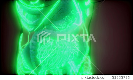 Blood Vessels of Human Body Blood Vessels of Human Body 53335755