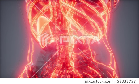 Blood Vessels of Human Body Blood Vessels of Human Body 53335758