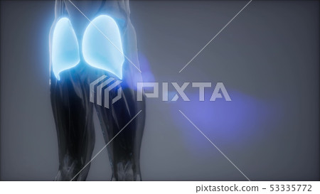 gluteus maximus - leg muscles anatomy animation gluteus maximus - leg muscles anatomy animation 53335772