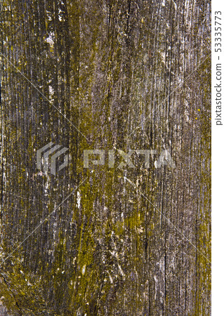 Moss and mold affect a wooden planks. Moss and mold affect a wooden planks. 53335773
